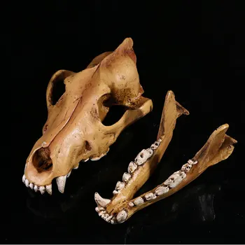 1:1 Skutočné Reálne Vlk Lebky Modely Realisticky Zvieratá Kostry Lebky Modely Horor Údaje Kreatívne Domáce Dekorácie Halloween