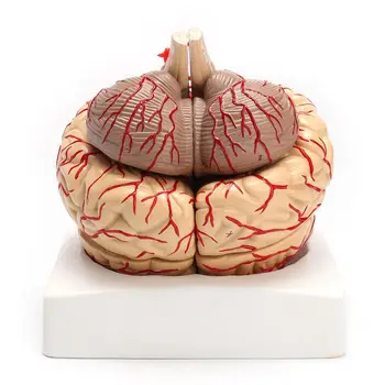 1: 1 Životnej Veľkosti Človeka Anatomické Mozgu Pro Aorty Orgán Model Vyučovania