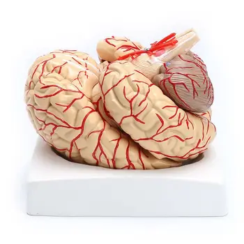 1: 1 Životnej Veľkosti Človeka Anatomické Mozgu Pro Aorty Orgán Model Vyučovania