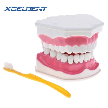 1 sada zubov model kefa vyučovacie modely Zubné Dospelých štandardných ústne model,skoro Vzdelávania pre deti,zub modely