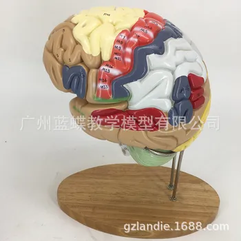 2 Krát Zväčšenia 4 Časti Ľudského Mozgu Digitálny Ukazovateľ Logo Mozgu, Nervov Anatomický Model Zdravotníckych Pomôcok