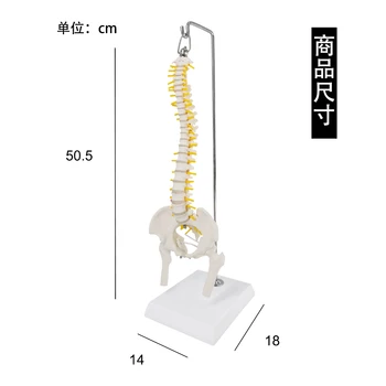 45 CM Ľudskej Chrbtice Model s Panvovej a Nervy Anatómie Kostra Lekárske Model s stehennej kosti Hlavy Stand Fexible
