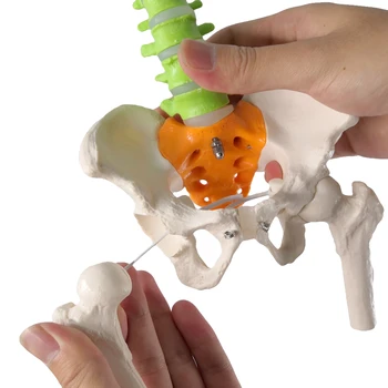 45 CM Ľudskej Chrbtice Model s Panvovej a Nervy Anatómie Kostra Lekárske Model s stehennej kosti Hlavy Stand Fexible
