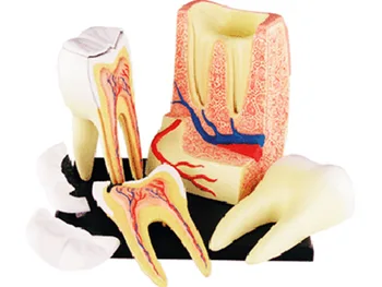4d Ľudské Zuby Anatómie Triple-root Molekulová Model puzzle Montáž Hračka Skelekon Lekárskej Pomoci Výučby Laboratórneho Vzdelávania