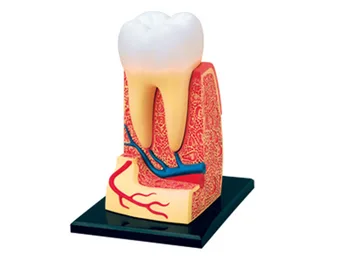 4d Ľudské Zuby Anatómie Triple-root Molekulová Model puzzle Montáž Hračka Skelekon Lekárskej Pomoci Výučby Laboratórneho Vzdelávania