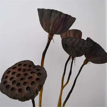 5 ks Najvyššej kvality dekor seedpod lotus skutočné rastliny kvety prírodné sušené brwon lotus struky stonky