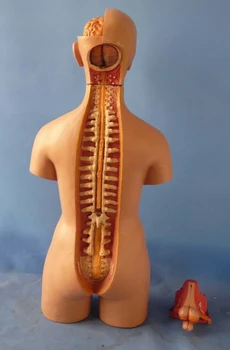 55 cm Ľudské Torzo Model Zostavený liečebný Model Ľudskej Anatómie Tela Bisexuálne Anatomický Model Montáž Vedy Vzdelávacie Hračky