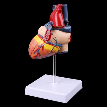 Demontáž Anatomický Model Ľudského Srdca používa v Anatómie učebná pomôcka s číslom známky