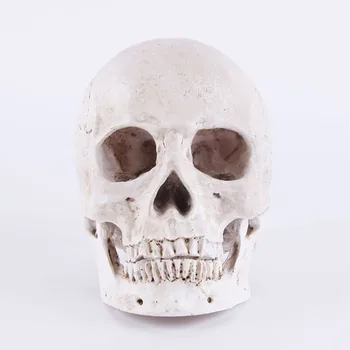 HeyMamba Halloween Dekorácie Lebky, Model Socha Človeka Anatomické Anatómie Vedúci Lekárskej Model Home Bar Dekorácie