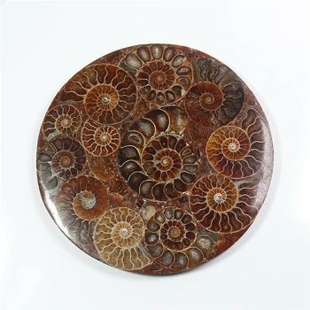 Horúcich Prírodných Ammonite Disk Fosílnych Conch Vzor Liečenia s Výnimkou stojan pre Svadobný dar