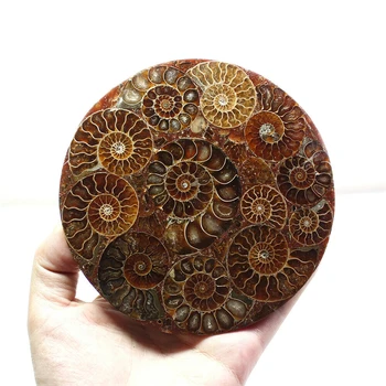 Horúcich Prírodných Ammonite Disk Fosílnych Conch Vzor Liečenia s Výnimkou stojan pre Svadobný dar