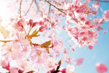 Laeacco Jar Ružová Cherry Blossom Fotografie Pozadia Kvety Novorodenca Výšku Pozadia Photocall Foto Photo Studio