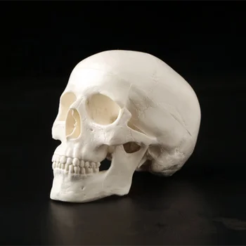 Mini Lebka Človeka Anatomické Anatómie Vedúci Lekárskeho Modelu Pohodlné 92x99x71mm