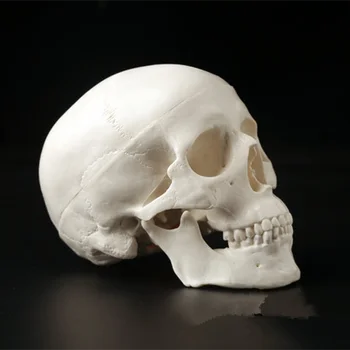 Mini Lebka Človeka Anatomické Anatómie Vedúci Lekárskeho Modelu Pohodlné 92x99x71mm