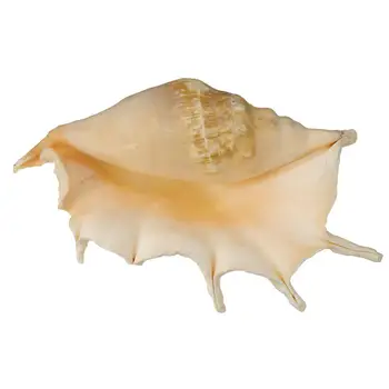 More, Mušle Mare Conch Shell Schelpen Conchas Coquillage Mušlí Morské Dno Domova Prírodný Dekoratívny Škrupiny Hogar