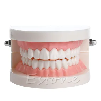 Nové Dospelých Štandardné Dentálne Učiteľské Študijné Typodont Demonštrácia Zuby Model