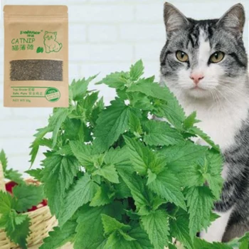 Prírodné Organické Mačky Chuť Hračky Premium Zábavné Dodávky Mačka Catmint pre Mentol Mačiatka Catnip Pet Lieči 10g
