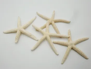 Prírodné Umelé Hviezdice 10pcs/kategória 6-10 cm Biela morské Hviezdice Reálne Prst Star ryby prírodné morské mušle conch