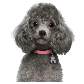 Roztomilý pes, pet obrázok podľa počtu Plné námestie Kolo Diamond výšivky, pudel diamond Maľovanie Cross Stitch Drahokamu MosaicZP-844