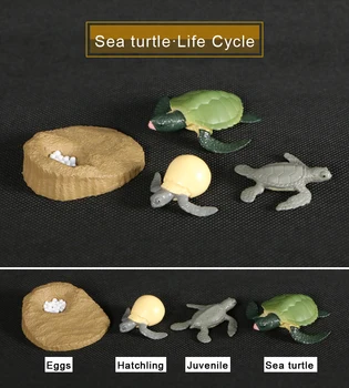 Simulácia Akčné Figúrky Zvierat Vývoj Modelov Morská korytnačka Korytnačka životného Cyklu plastikový Model Zvierat Cyklu Rastu Pre Deti Hračky