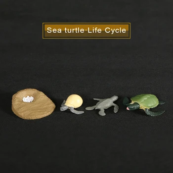 Simulácia Akčné Figúrky Zvierat Vývoj Modelov Morská korytnačka Korytnačka životného Cyklu plastikový Model Zvierat Cyklu Rastu Pre Deti Hračky