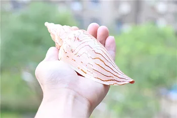 Vzácne Prírodné Conch Shell Vzorom Snail Lightning Slimák Ryby Nádrž Akvárium Záhradné Dekorácie Home Collection Dekorácie