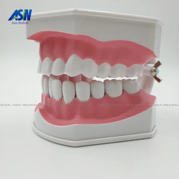 Zuby model zubov vymeniteľné Ústne zdravotnej starostlivosti zubnými model škôlky, detské hračky čistenie zubov zubné štruktúra Demo