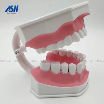 Zuby model zubov vymeniteľné Ústne zdravotnej starostlivosti zubnými model škôlky, detské hračky čistenie zubov zubné štruktúra Demo