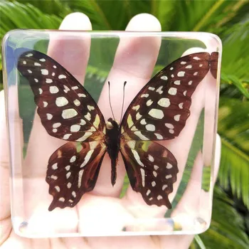 Zviera Vzor Učil Deti Hračky Animal Butterfly Živice Vzor Amber Tovar Pre Zobrazenie Skôr Ako Dragonfly