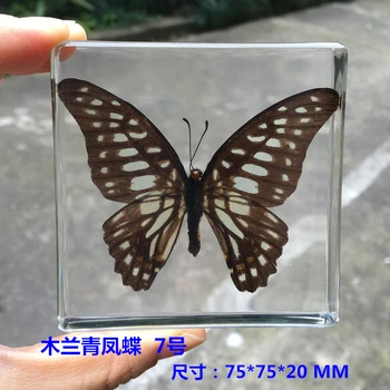Zviera Vzor Učil Deti Hračky Animal Butterfly Živice Vzor Amber Tovar Pre Zobrazenie Skôr Ako Dragonfly