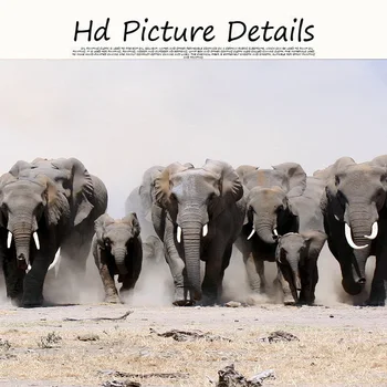 Čierna a Biela Afrike Slon voľne Žijúcich Zvierat Plátno Maľovaní Plagátov a Vytlačí Cuadros Wall Art Obrázky Pre Obývacia Izba Dekor