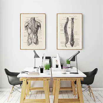 Ľudskej Anatómie Umelecké Diela Lekárske Stenu Obrázok, Sval, Kostra, Vintage Poster Nordic Plátno Tlačiť Vzdelávania Maľovanie Moderný Dekor