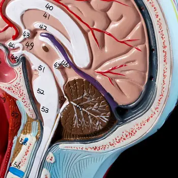 Ľudské Anatomické Pol Hlavy, Tváre Anatómie Lekárskej Mozgu, Krku Stredná Časť Štúdia Modelu Nerve Ciev Na Vyučovanie
