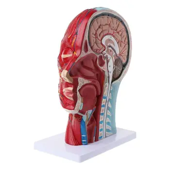 Ľudské Anatomické Pol Hlavy, Tváre Anatómie Lekárskej Mozgu, Krku Stredná Časť Štúdia Modelu Nerve Ciev Na Vyučovanie